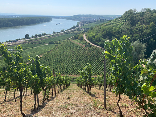 Rheinhessen vineyards rhein